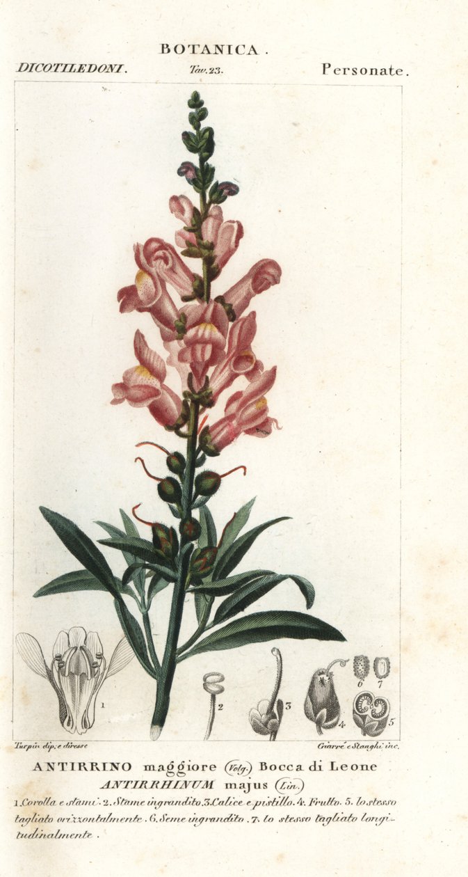 Lwia paszcza, Antirrhinus major autorstwa Stanghi Stanghi