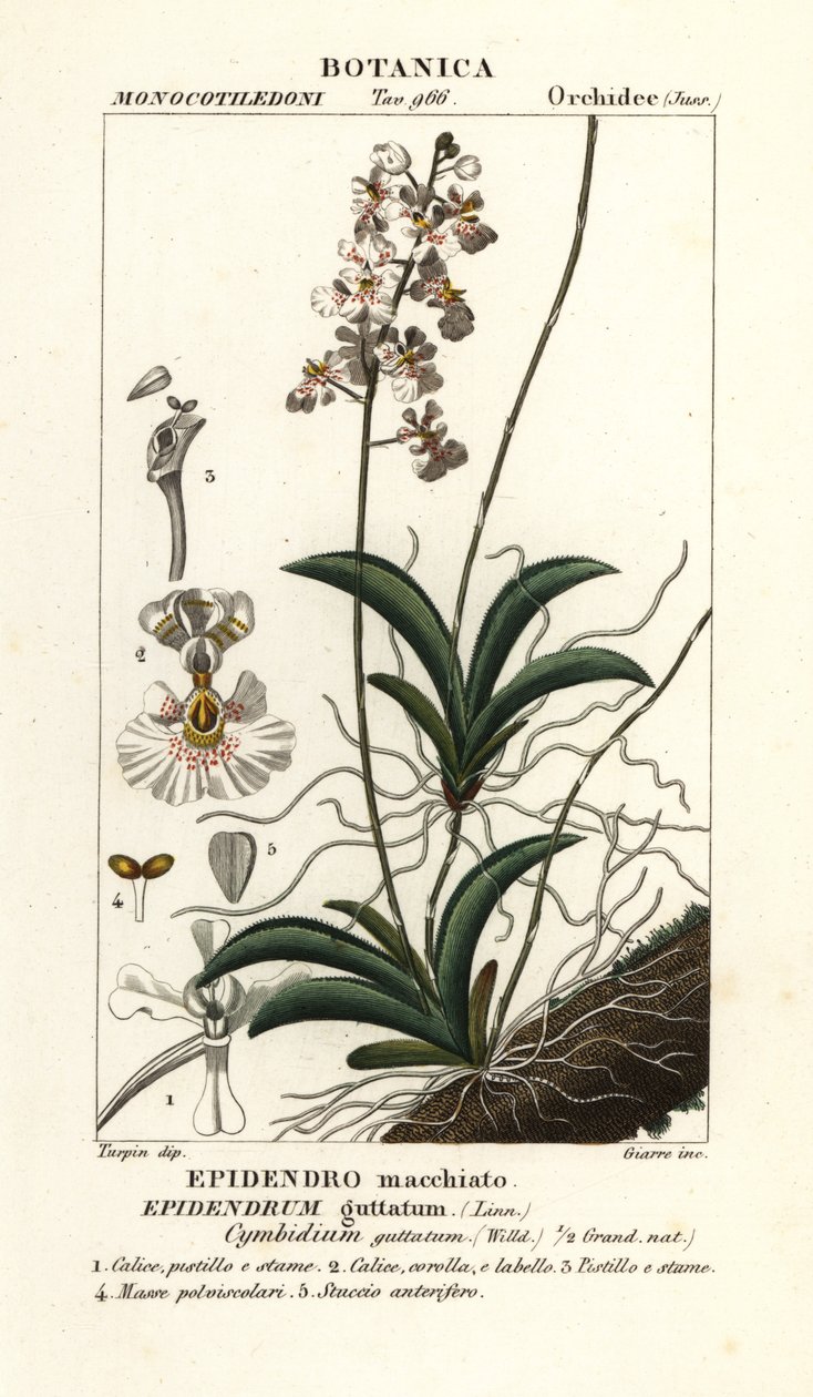 Storczyk Tolumnia guttata autorstwa Stanghi Stanghi