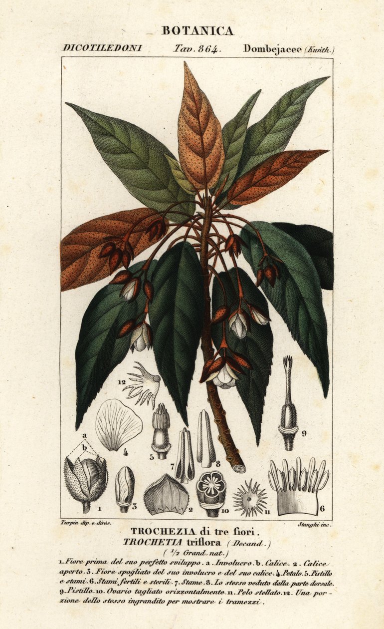Trochetia triflora autorstwa Stanghi Stanghi