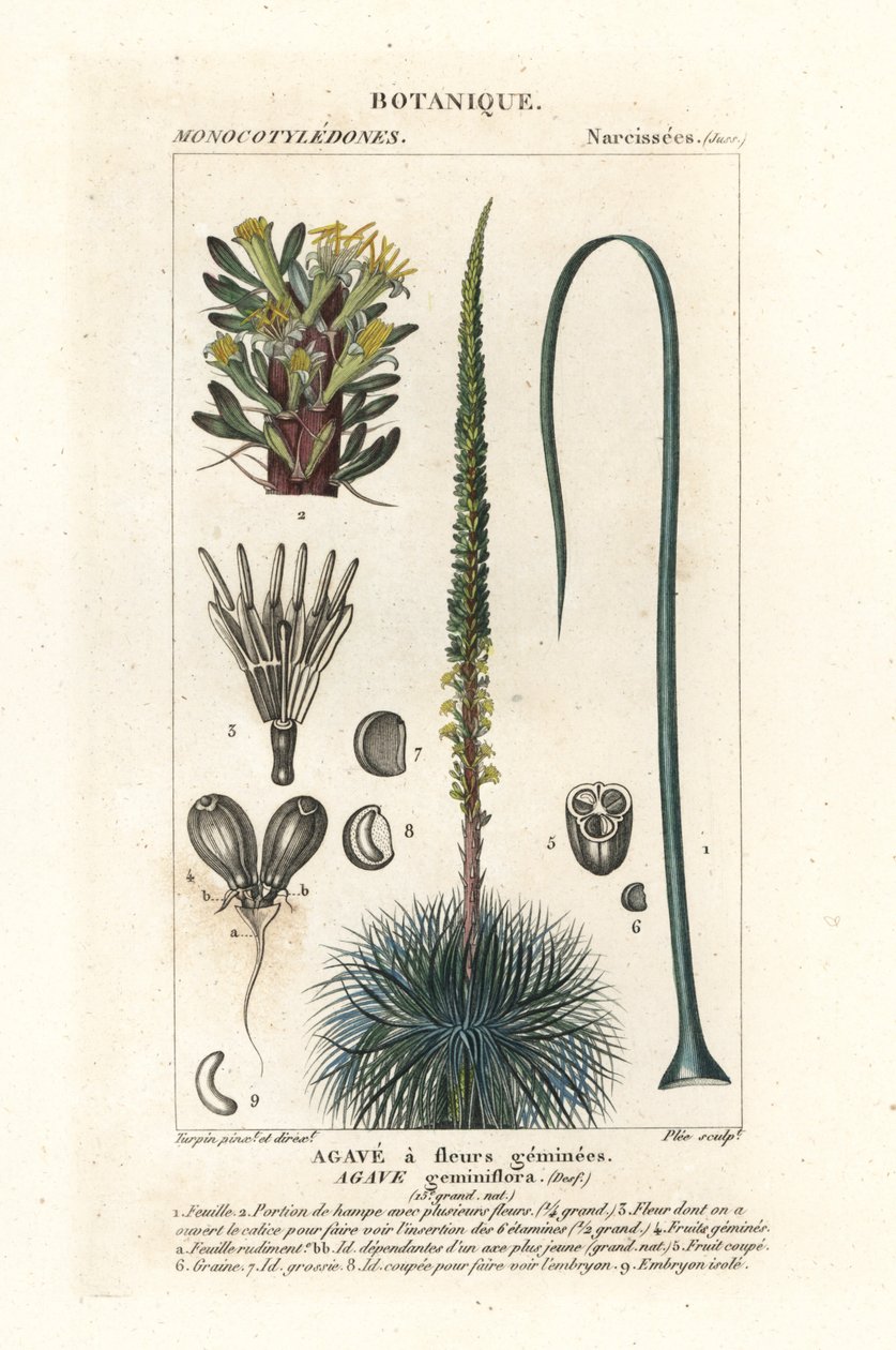Agawa o bliźniaczych kwiatach, Agawa geminiflora autorstwa Stanghi Stanghi