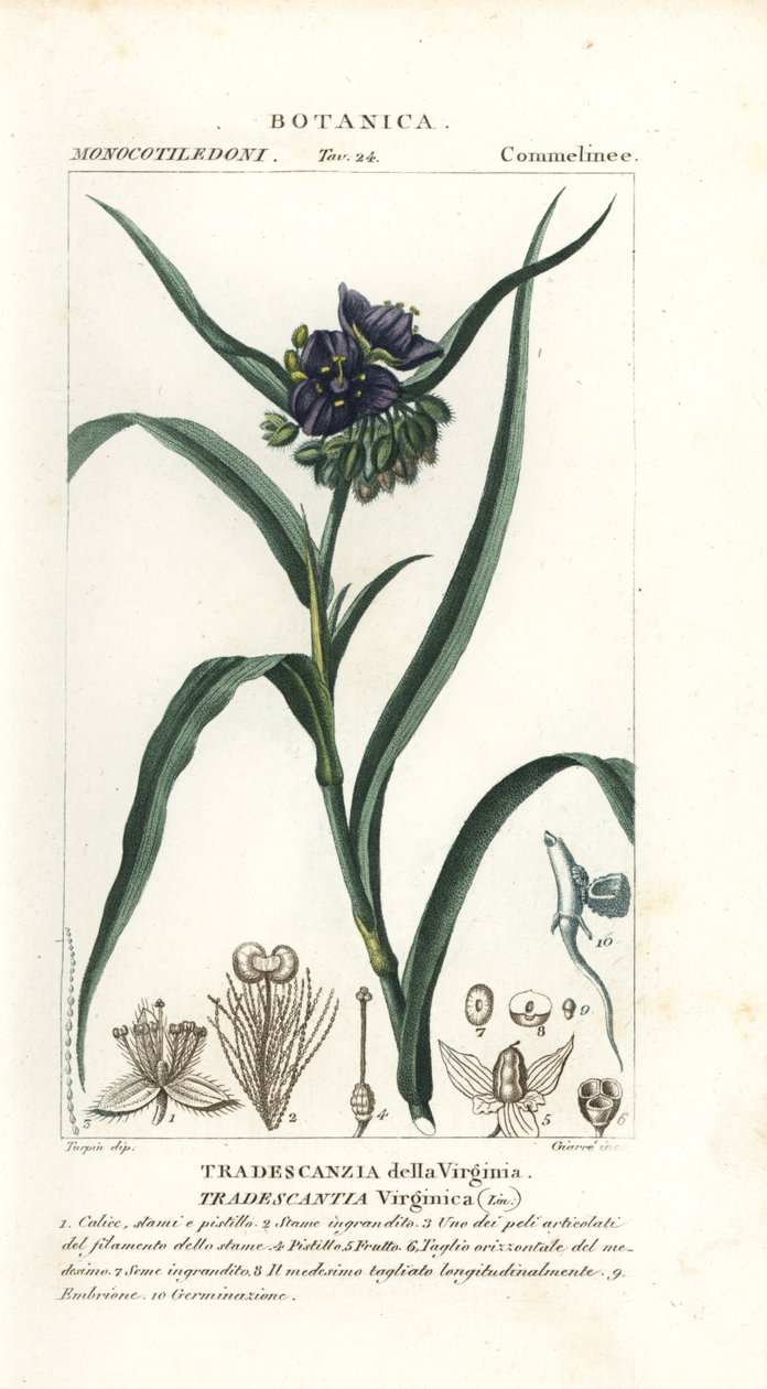 Wirginia wirginijska, Tradescantia virginiana autorstwa Stanghi Stanghi