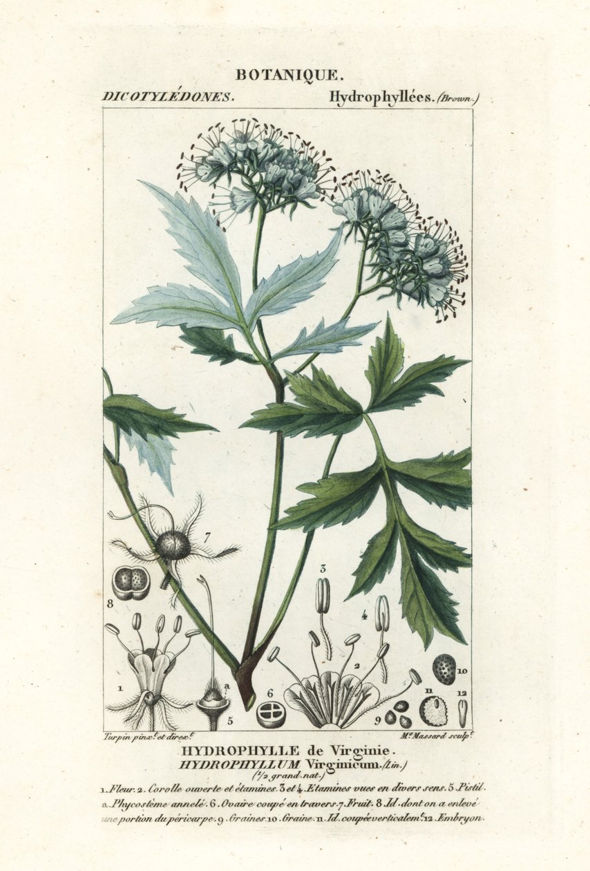 Liść wodny Virginia , Hydrophyllum virginianum autorstwa Stanghi Stanghi