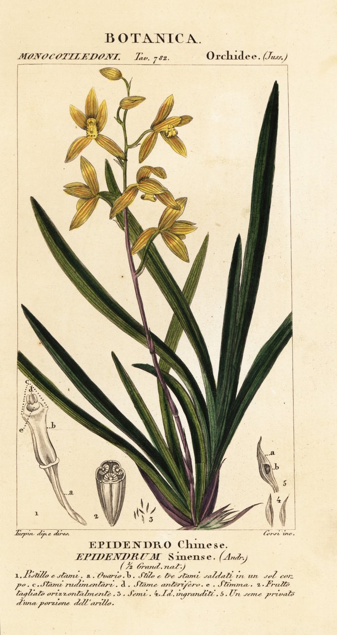 Umierająca orchidea Cymbidium sinense autorstwa Stanghi Stanghi
