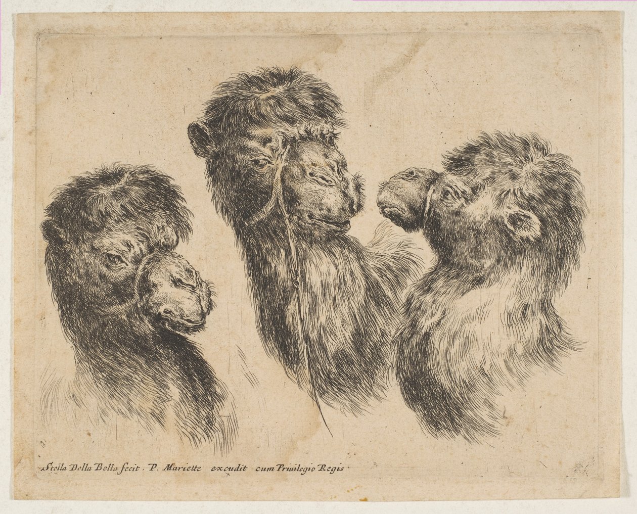 Trzy głowy wielbłąda, ca. 1641. autorstwa Stefano della Bella