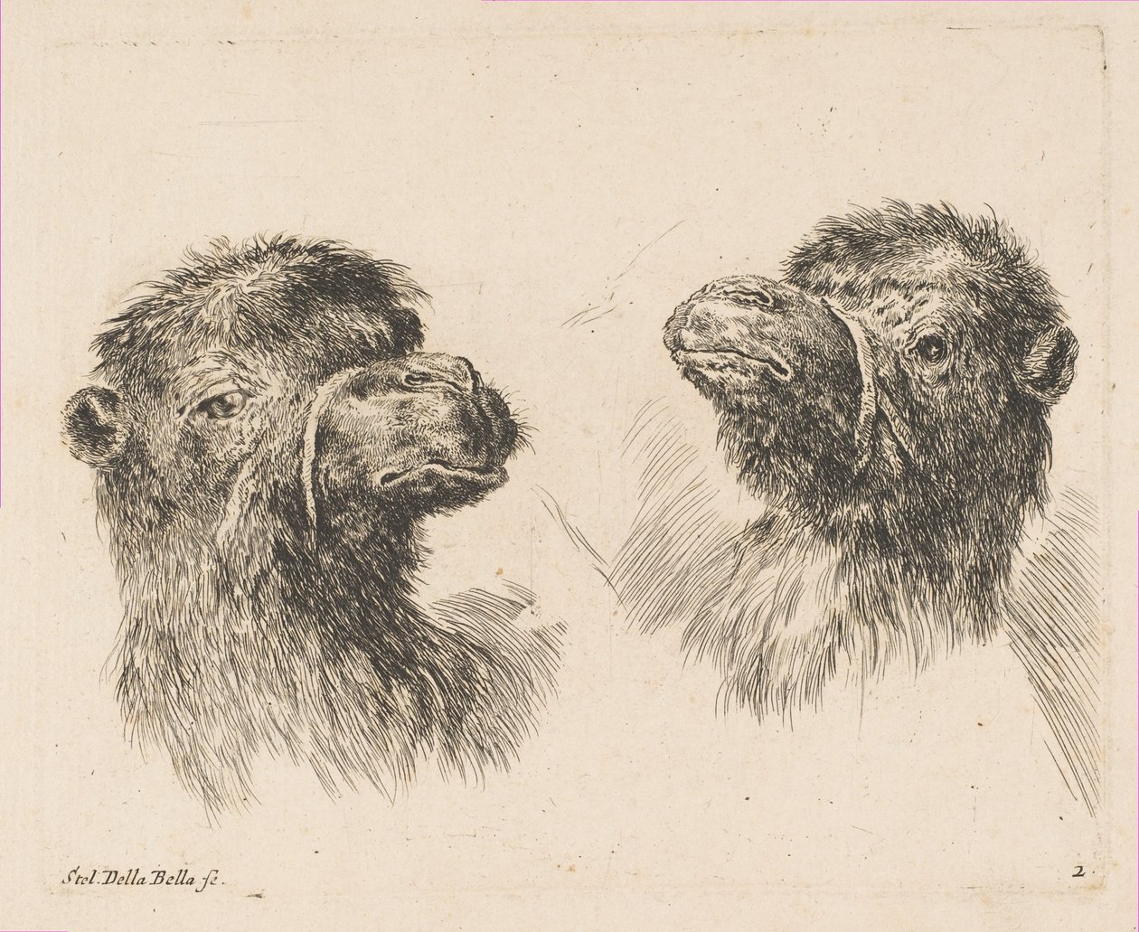 Dwie głowy wielbłąda, ca. 1641. autorstwa Stefano della Bella