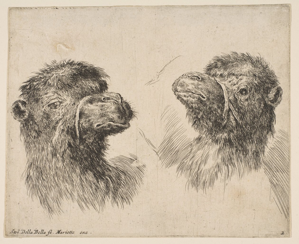 Dwie głowy wielbłąda, ca. 1641. autorstwa Stefano della Bella