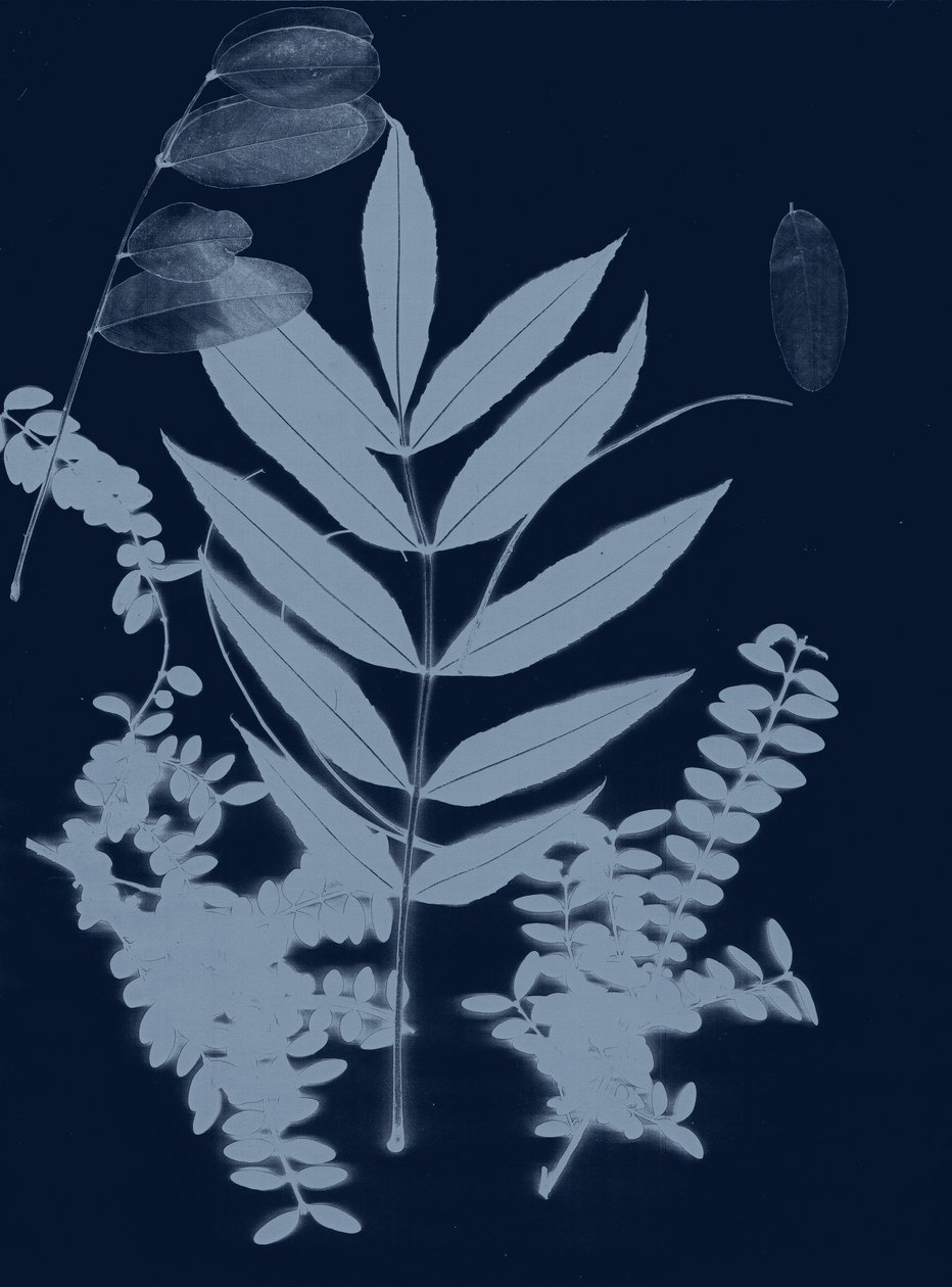 Cyan Foliage 01, 2017 (digital) autorstwa Stephen Dow
