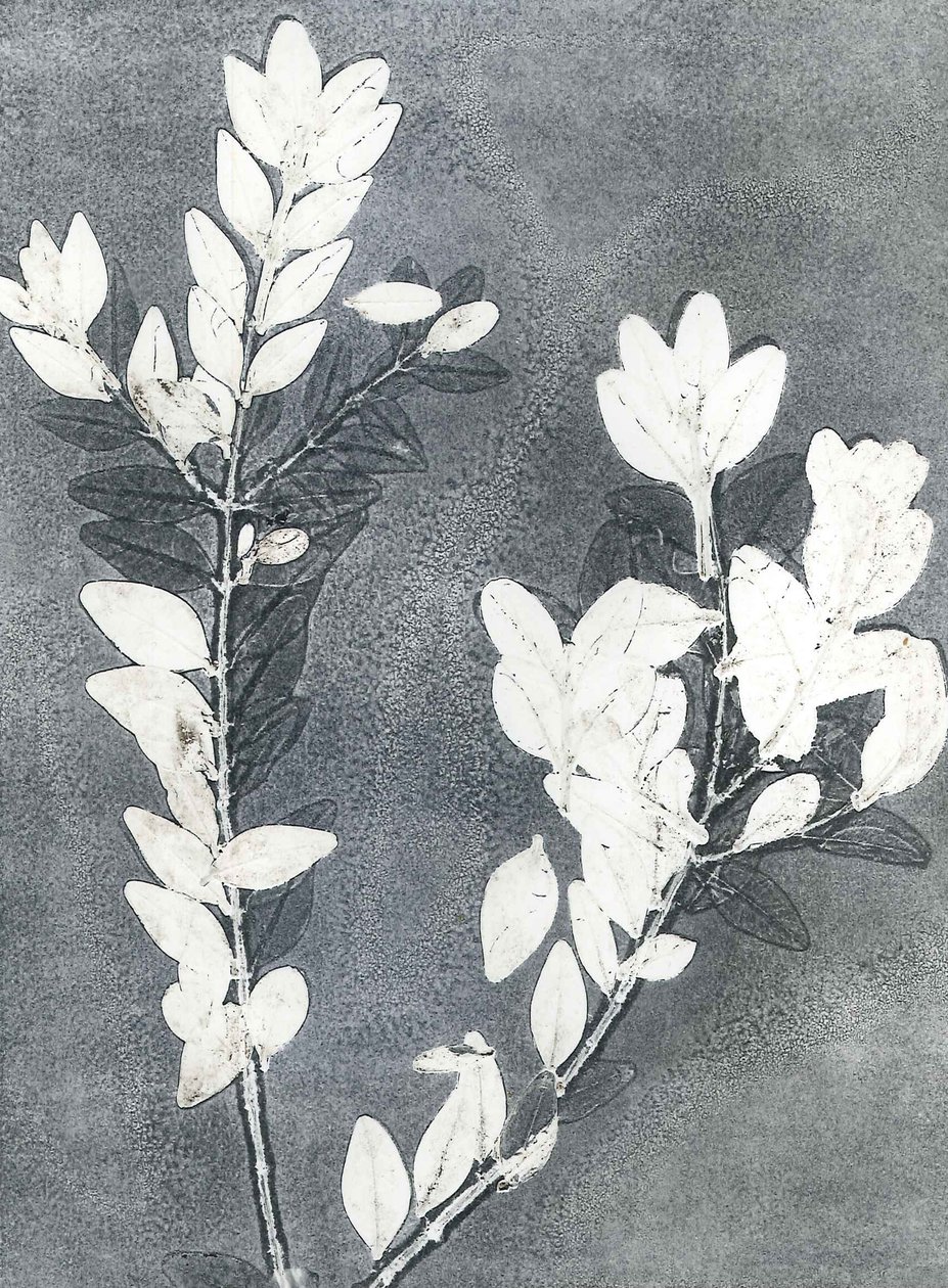 Midnight Garden III, 2015 (monoprint na papierze) autorstwa Stephen Dow