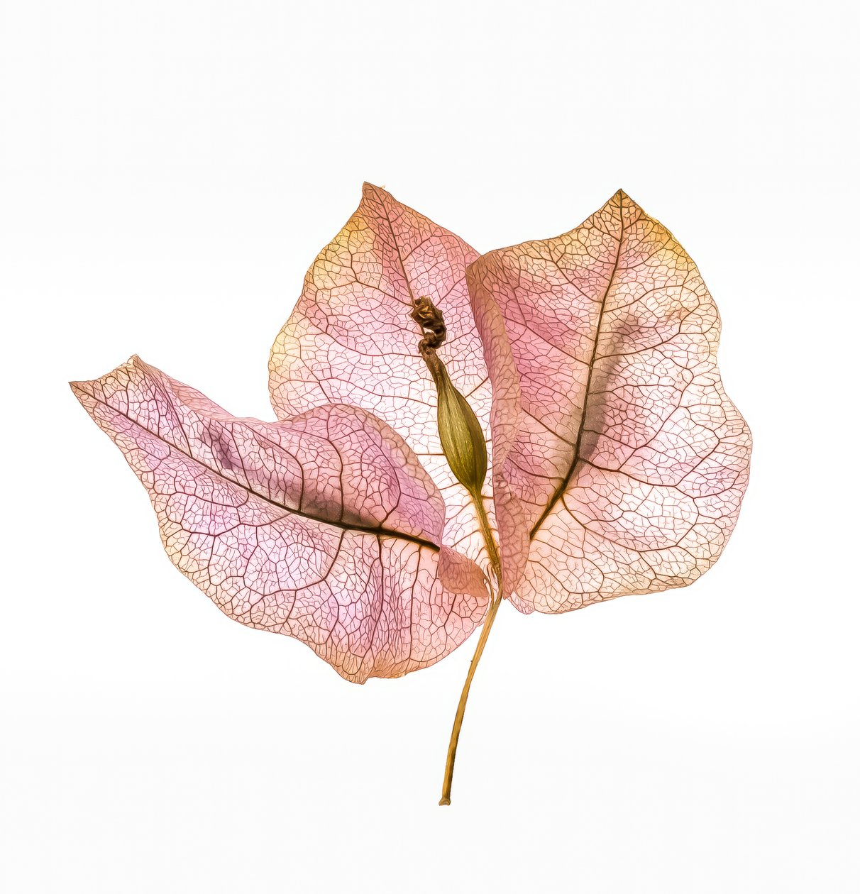 Bougainvillea Bract No. 01, 2020 (zdjęcie) autorstwa Steve Gallagher