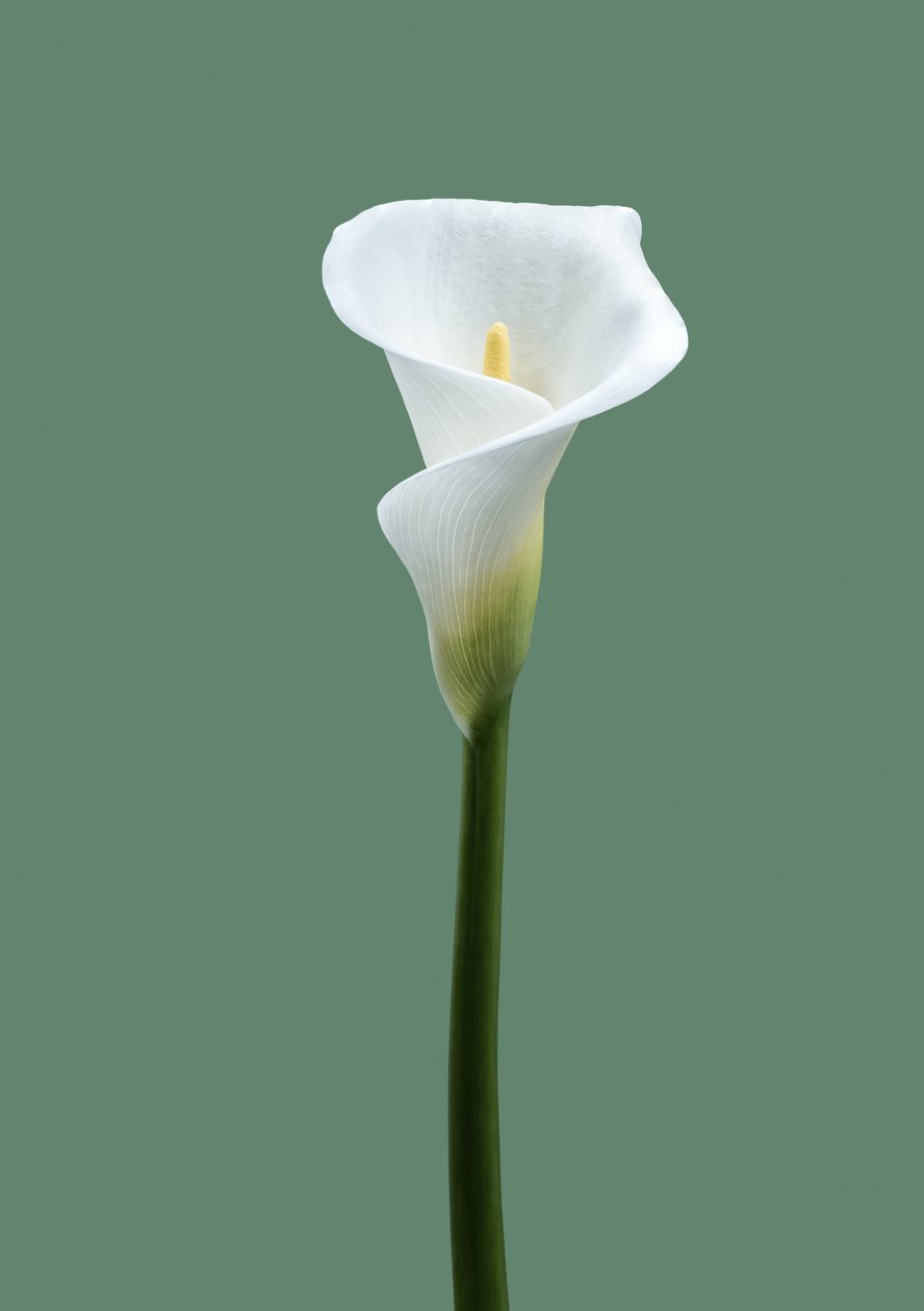 Calla Lily nr 02, 2021 (zdjęcie) autorstwa Steve Gallagher