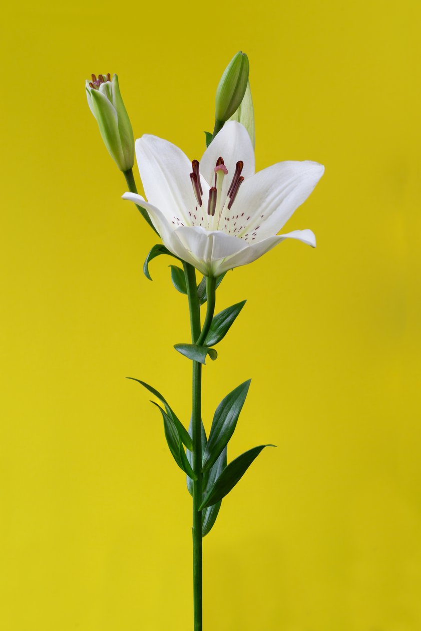 Lily na żółtym nr 01, 2020 (zdjęcie) autorstwa Steve Gallagher