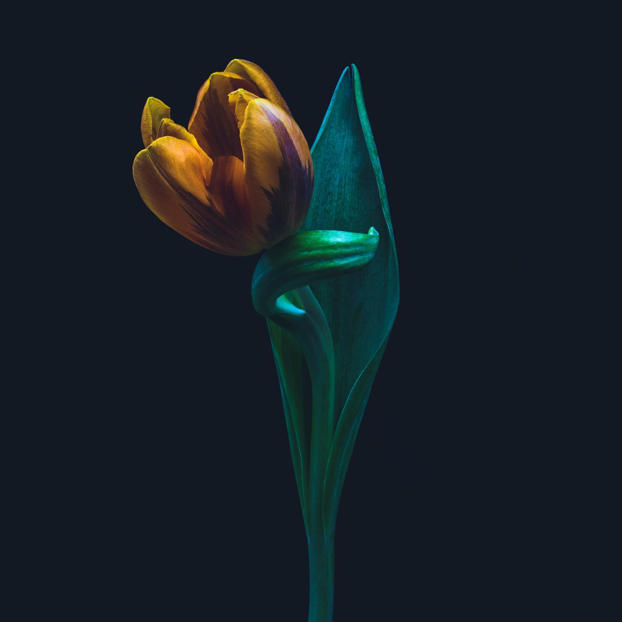 Pojedynczy tulipan, 2022 r. (zdjęcie ilustracyjne) autorstwa Steve Gallagher
