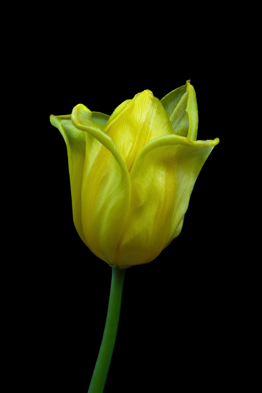 Yellow Tulip No.02, 2021 (zdjęcie ilustracyjne) autorstwa Steve Gallagher