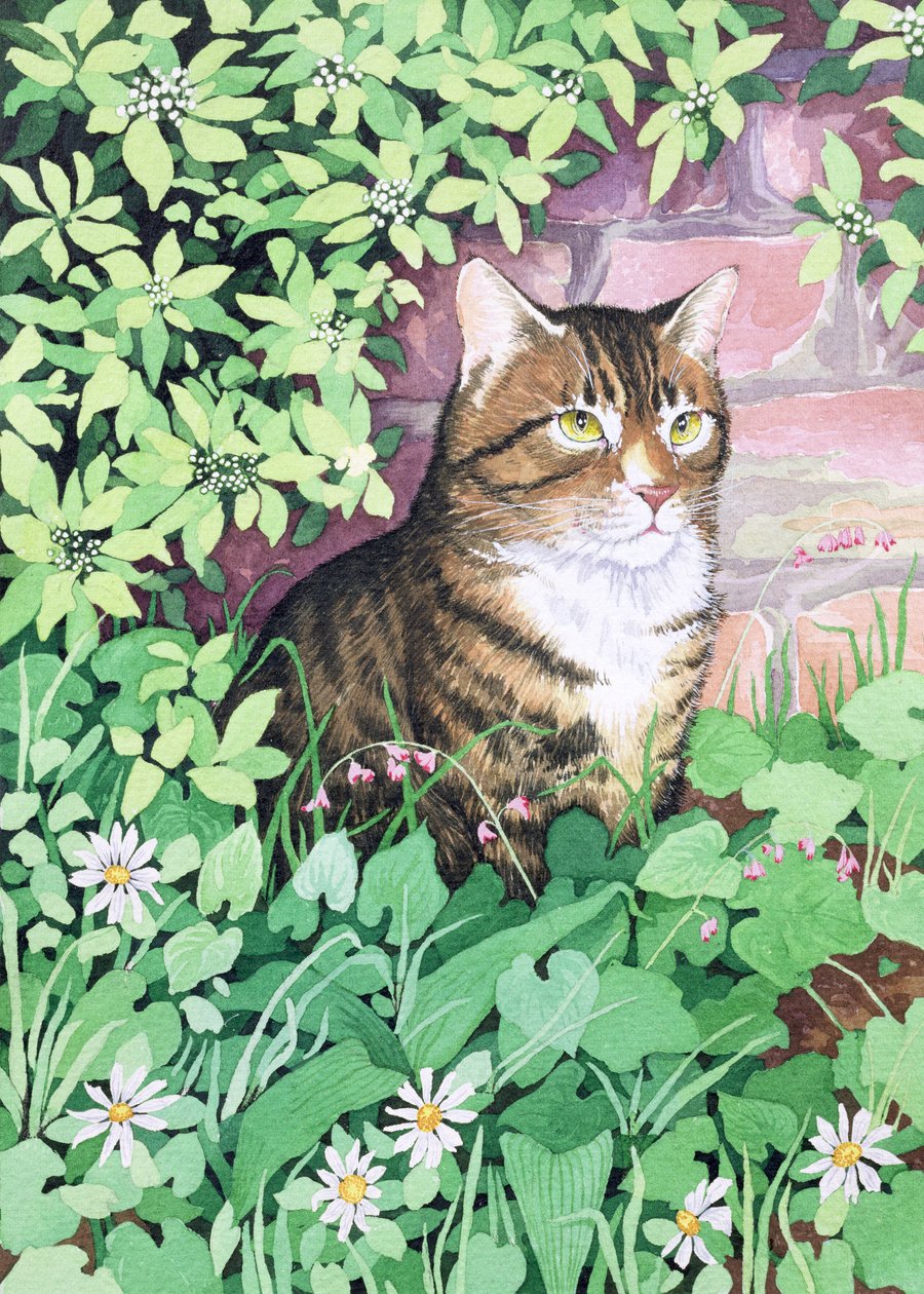 Jackies Cat (projekt ogrodu) autorstwa Suzanne Bailey