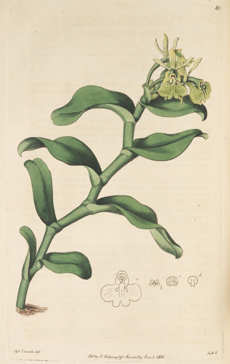 Ilustracja Epidendrum umbelliferum (jako syn. Epidendrum umbellatum) autorstwa Sydenham Teast Edwards