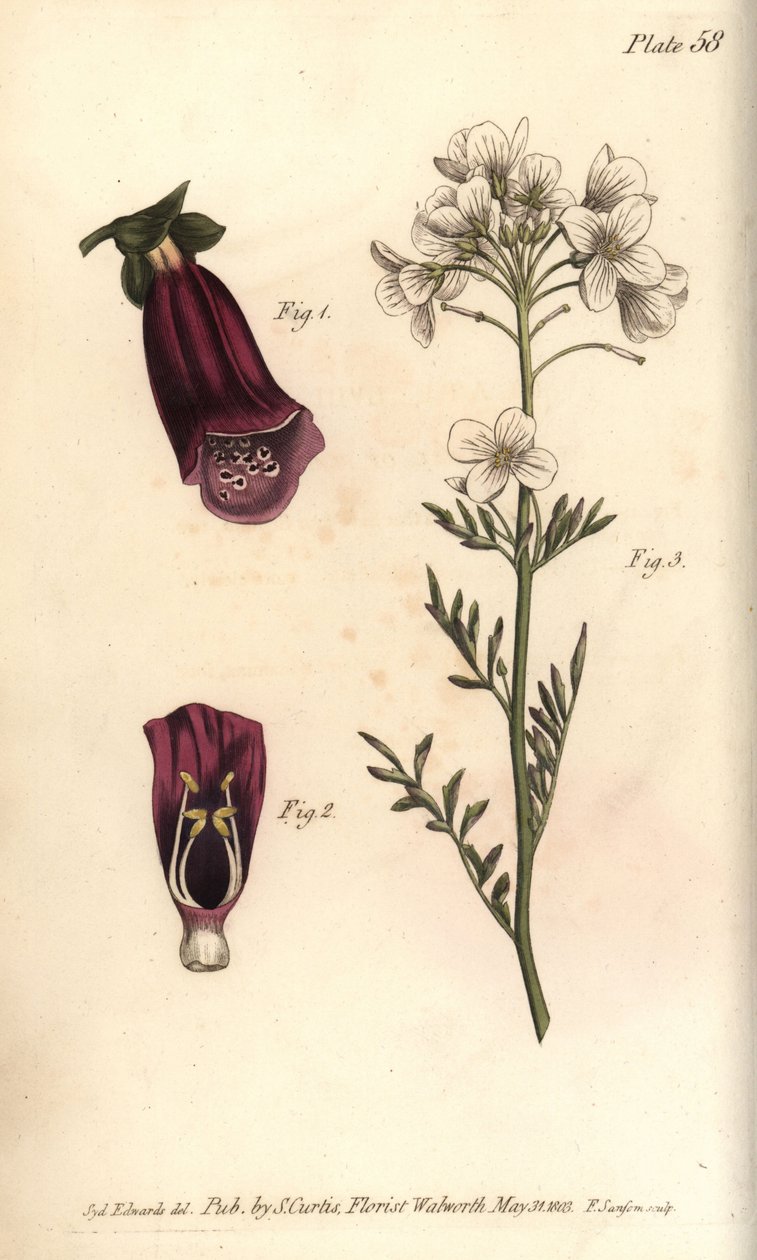 Naparstnica, Digitalis purpurea, Didynamia autorstwa Sydenham Teast Edwards