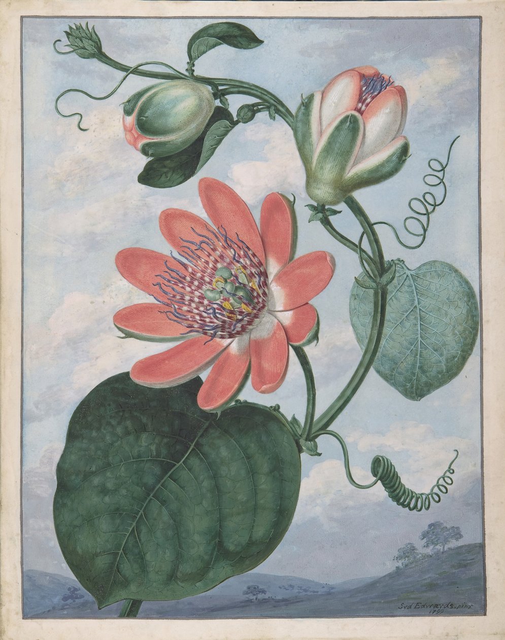 Kwiat pasyjny, 1799. autorstwa Sydenham Teast Edwards
