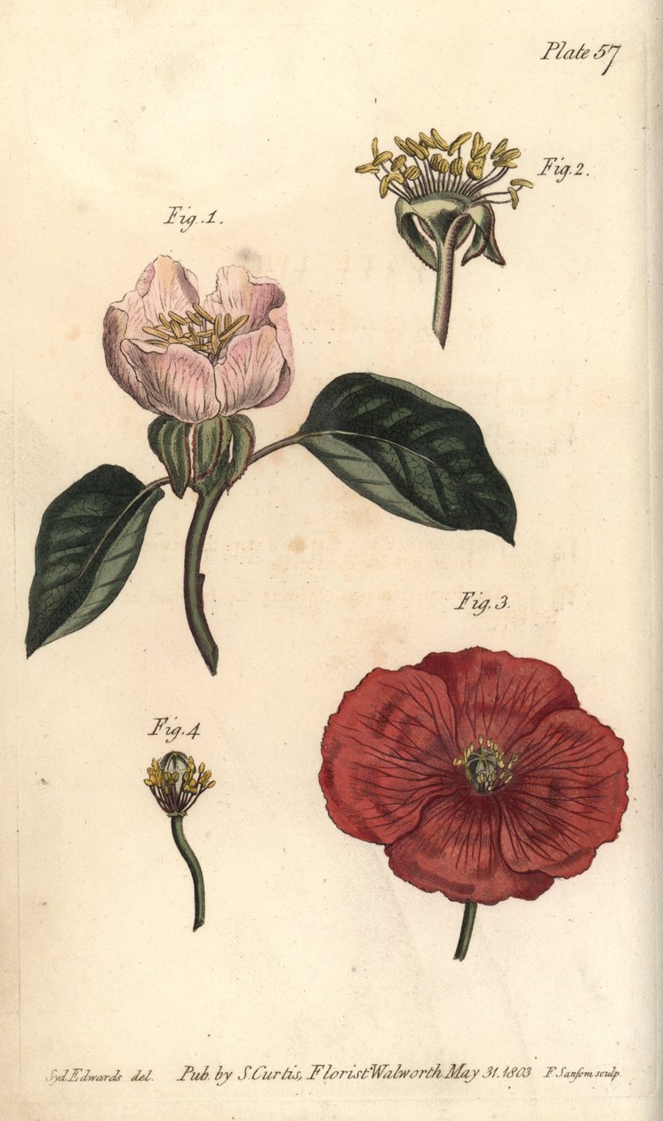Kwiat pigwy, Cydonia oblonga, Icosandria autorstwa Sydenham Teast Edwards