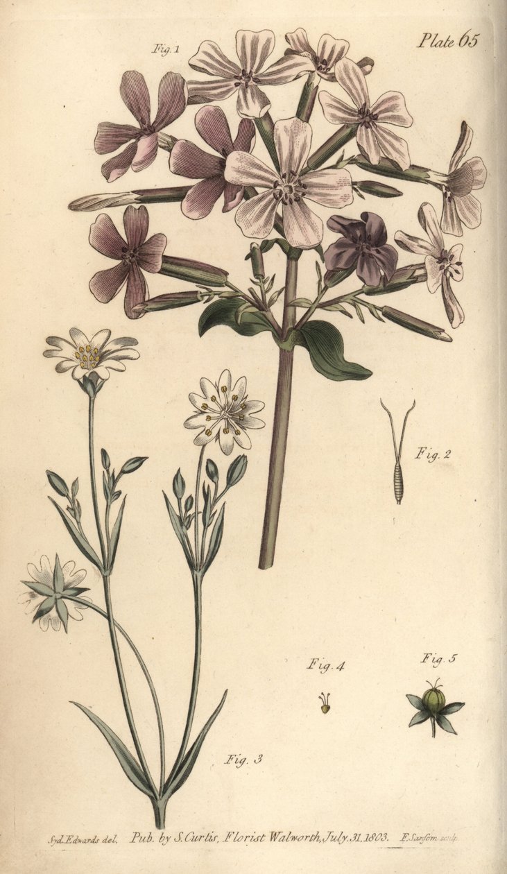 Mydlnica lekarska, Saponaria officinalis, Digynia autorstwa Sydenham Teast Edwards
