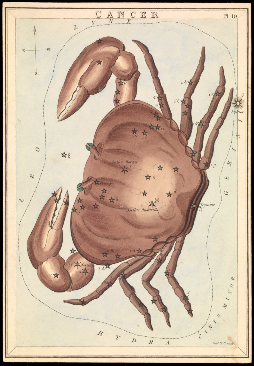 Rak, ok. 1825 r. (karta, papier, bibułka) autorstwa Sydney Hall