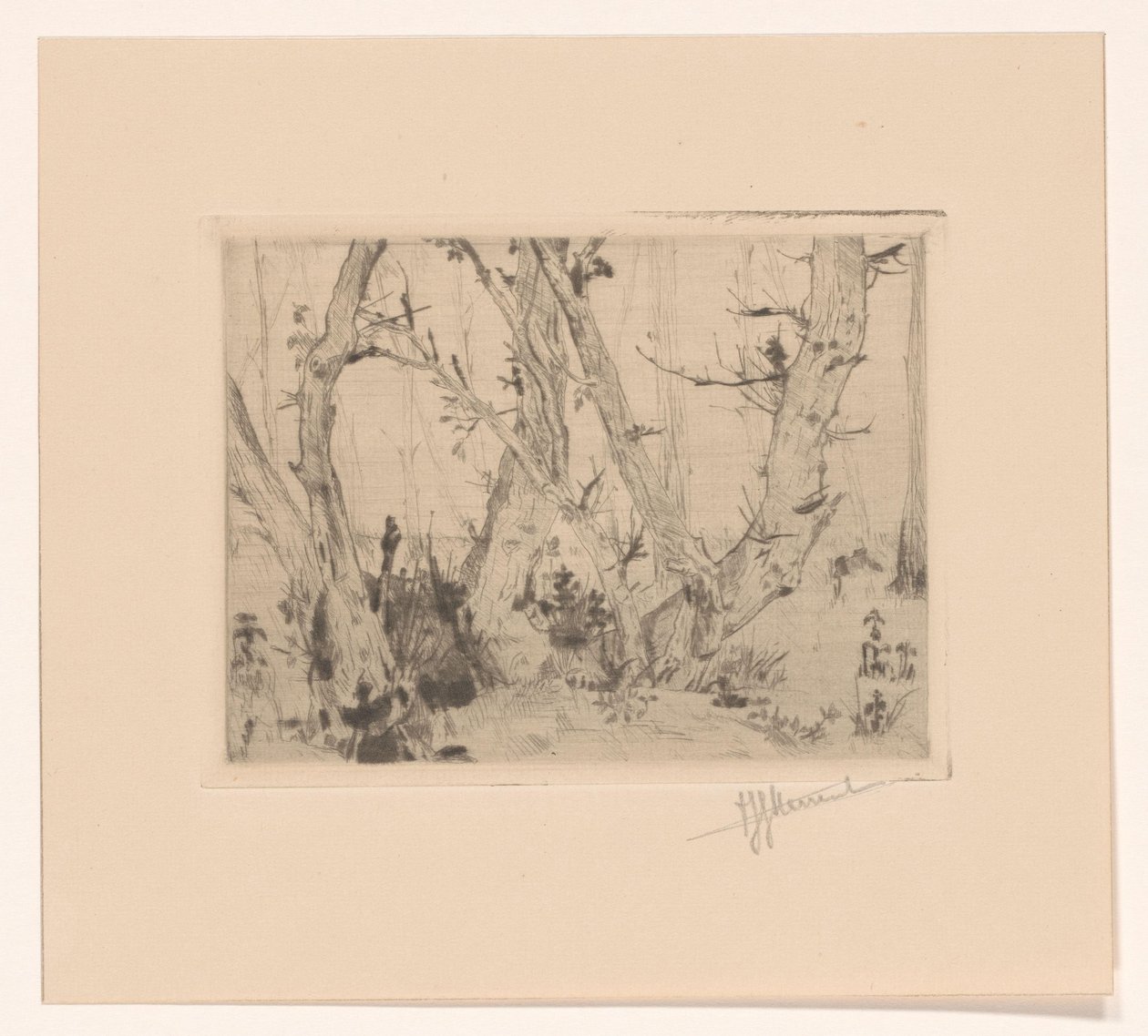 leśny widok autorstwa T. Sterrenburg (signed by artist)