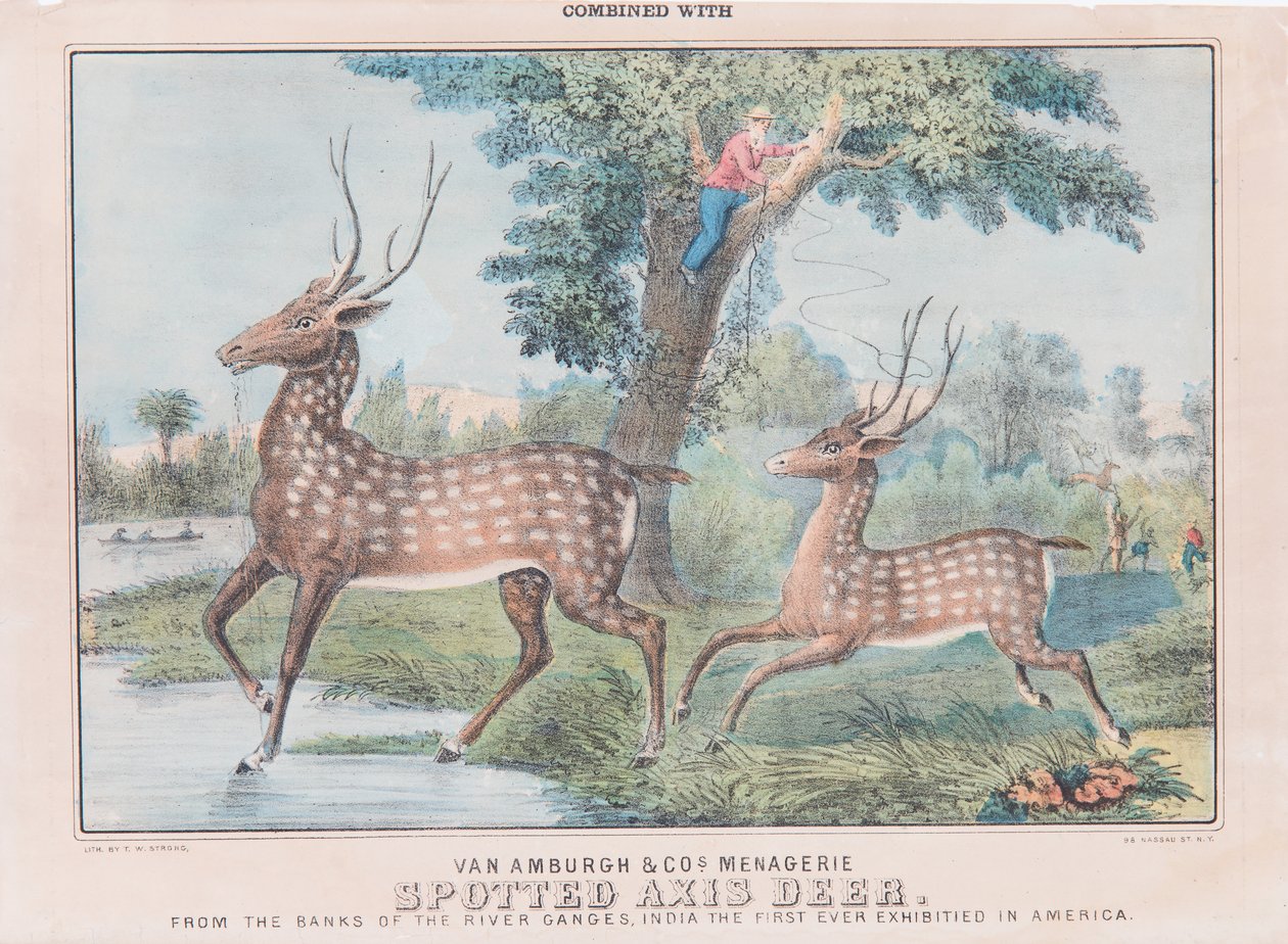 Spotted Axis Deer (wc na papierze) autorstwa T. W. Strong