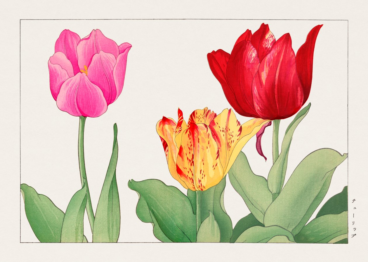 Tulipan z "Seiyou Sokazufu" autorstwa Tanigami Konan