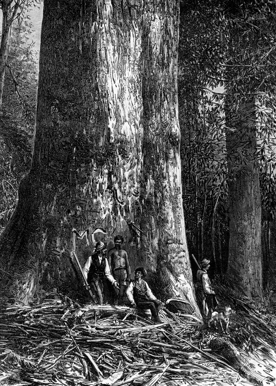 Olbrzymi eukaliptus, Australia, 1886 r. autorstwa Taylor