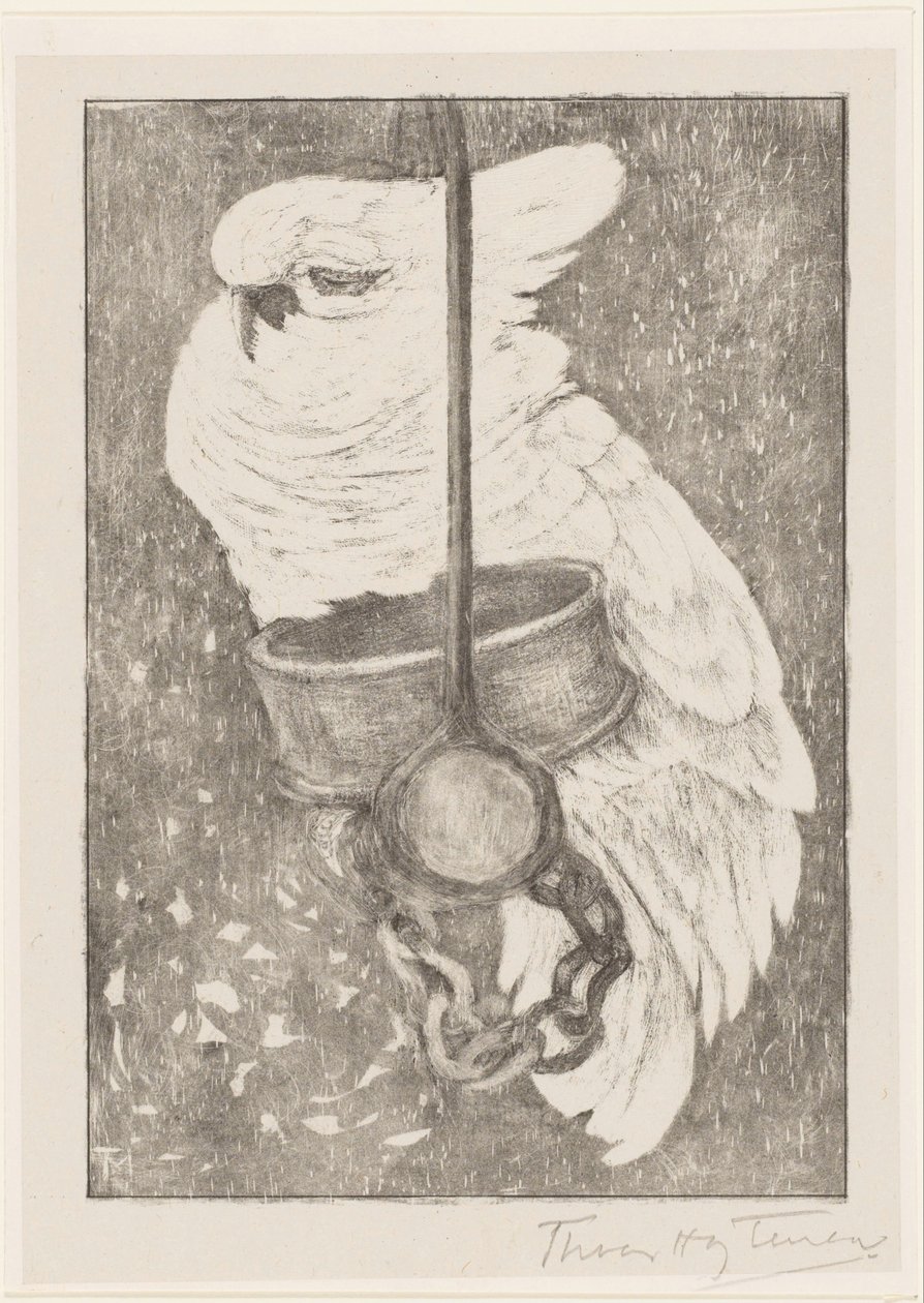 biała kakadu autorstwa Theo van Hoytema (signed by artist)