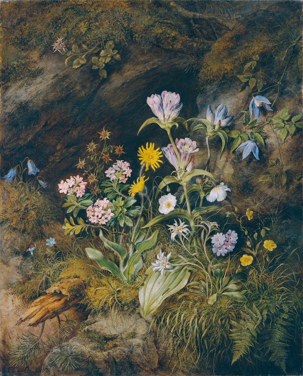 Flora alpejska autorstwa Theodor Josef Petter