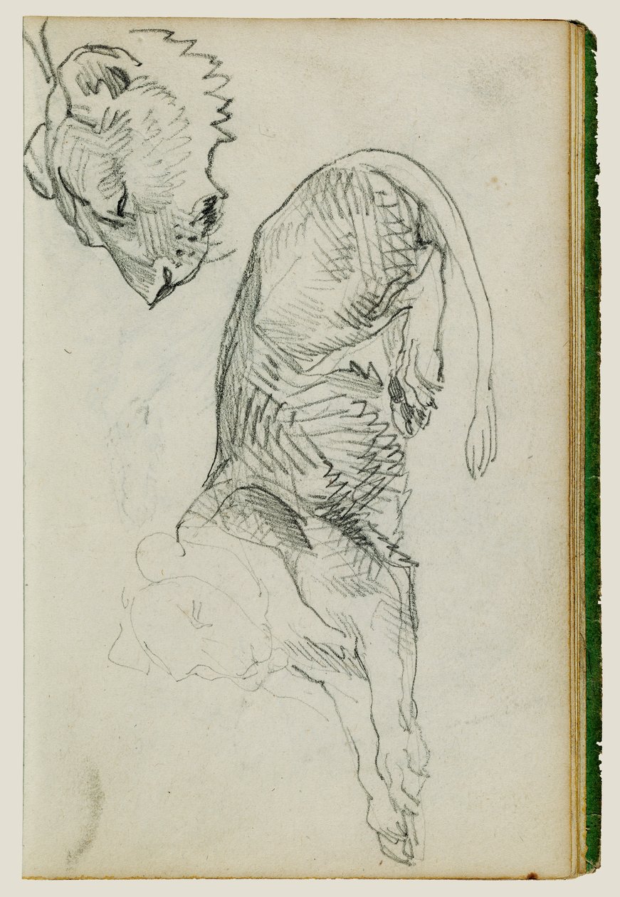 Lew siedzący, głowa lwicy autorstwa Theodore Gericault