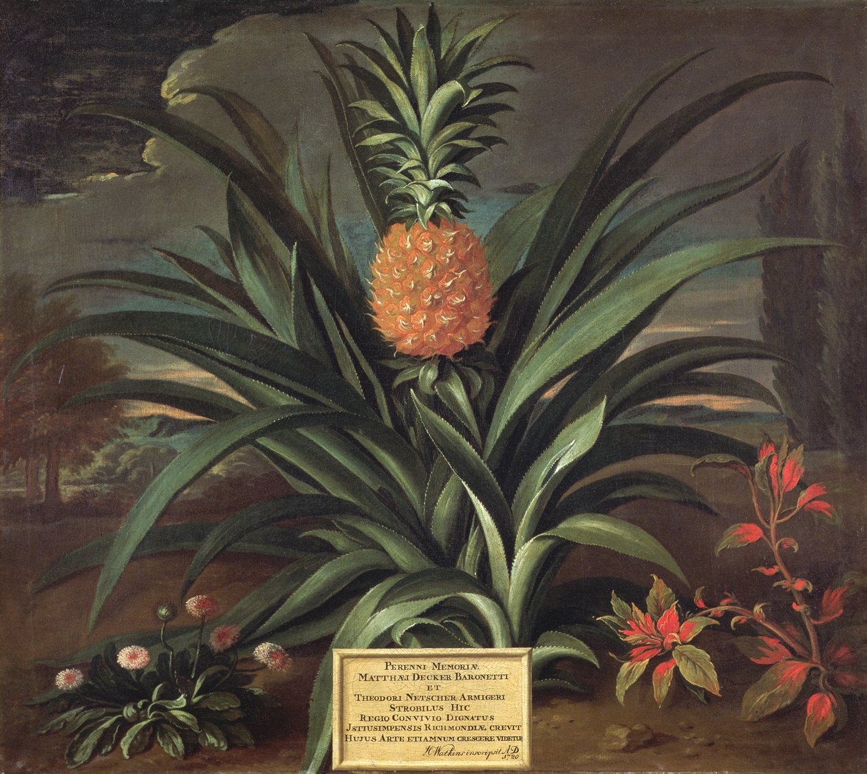 Ananas uprawiany w Sir Matthew Decker