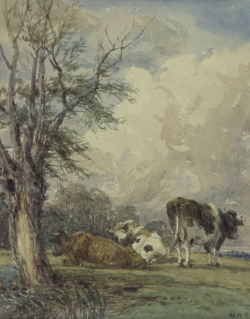 Studium bydła, XIX w. autorstwa Thomas Baker
