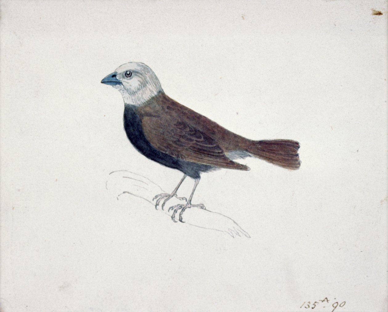 Krzyżak malakka (drzeworyt) autorstwa Thomas Bewick
