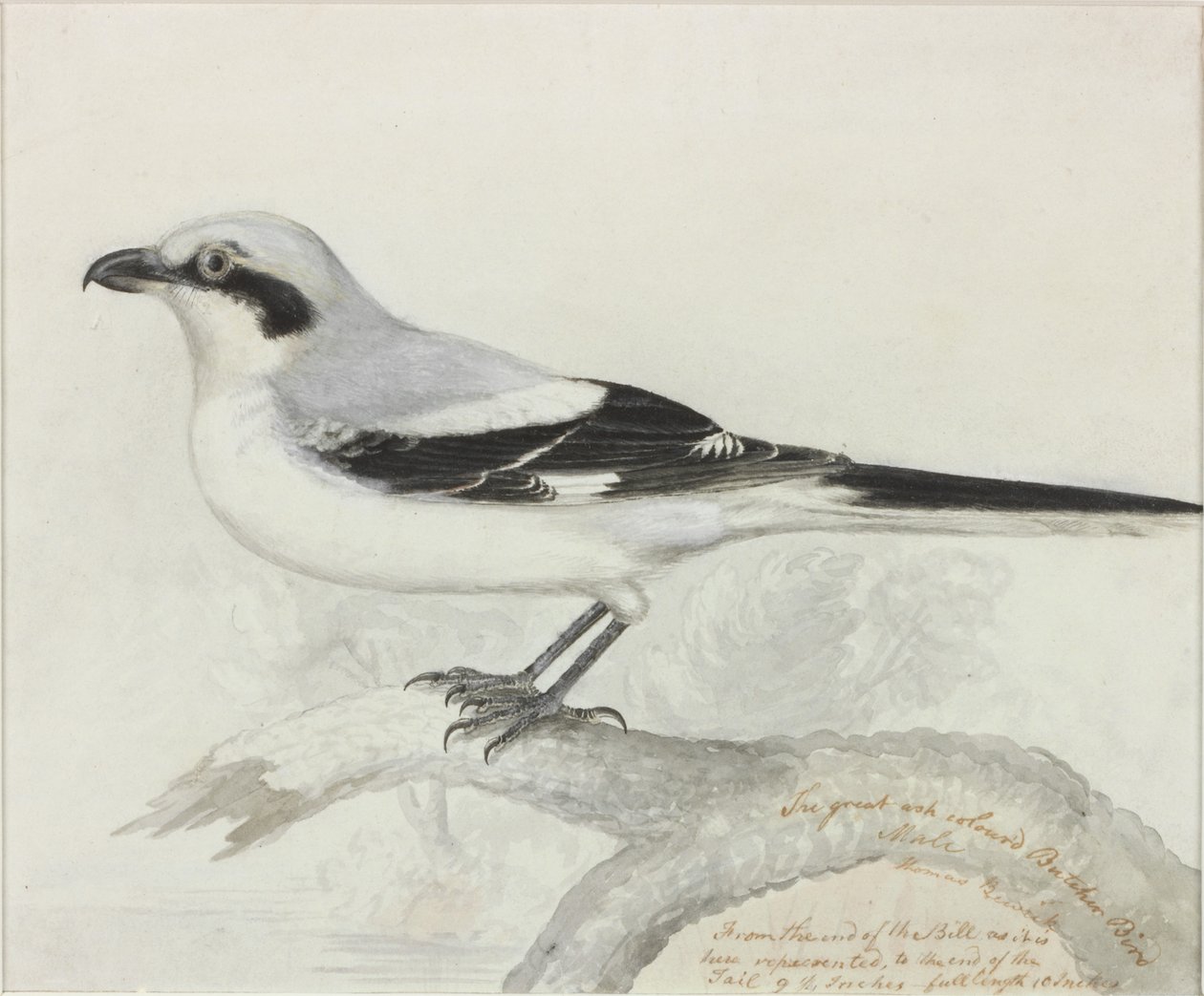 Wielki ptak rzeźnik w kolorze popiołu (atrament) autorstwa Thomas Bewick