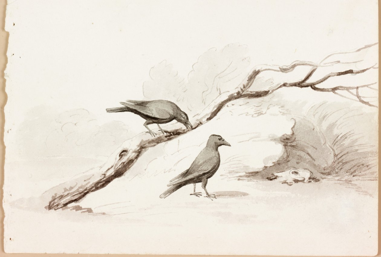 Dwa czarne kruki (tusz na papierze) autorstwa Thomas Bewick