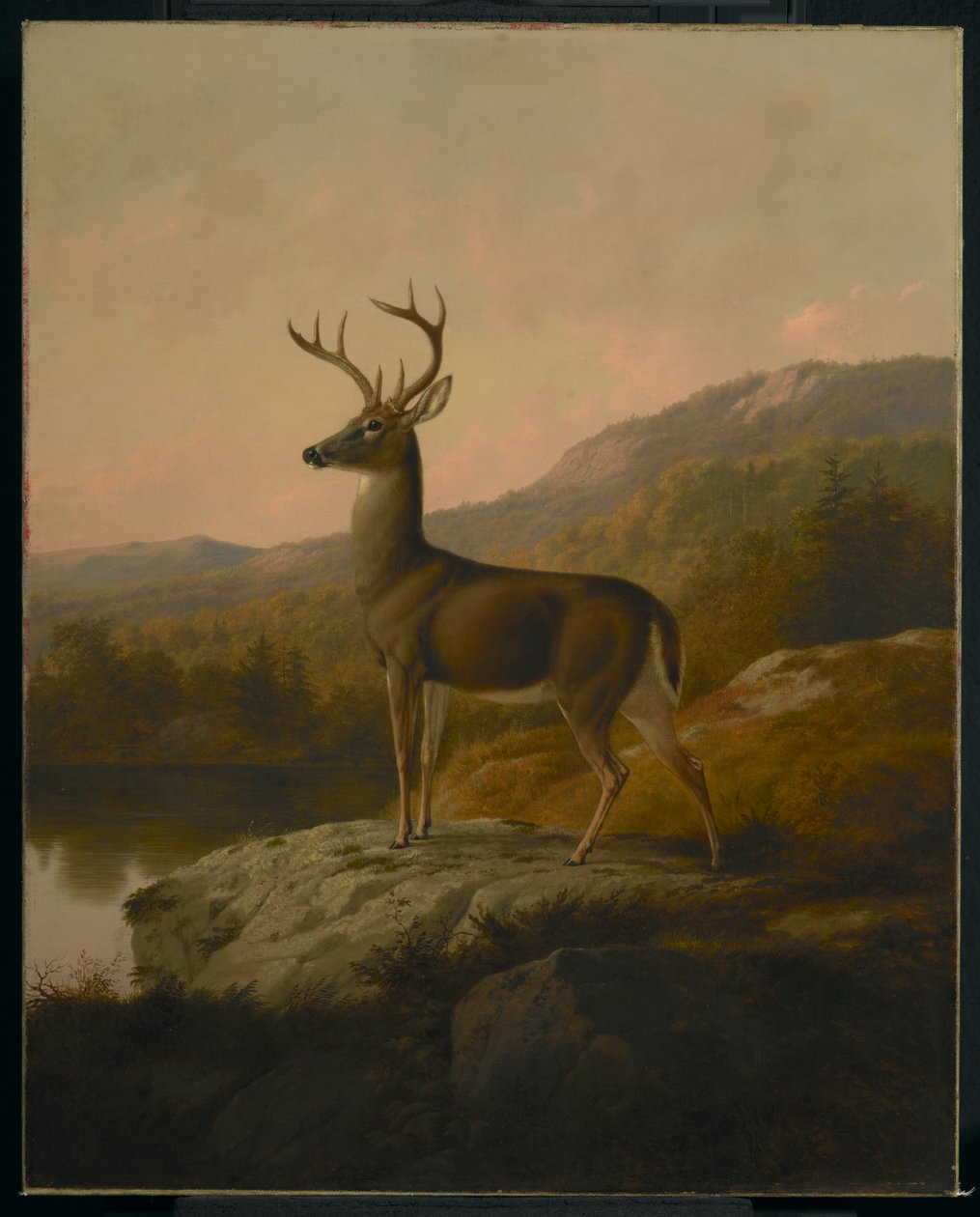 Jeleń, 1855 autorstwa Thomas Hewes Hinckley