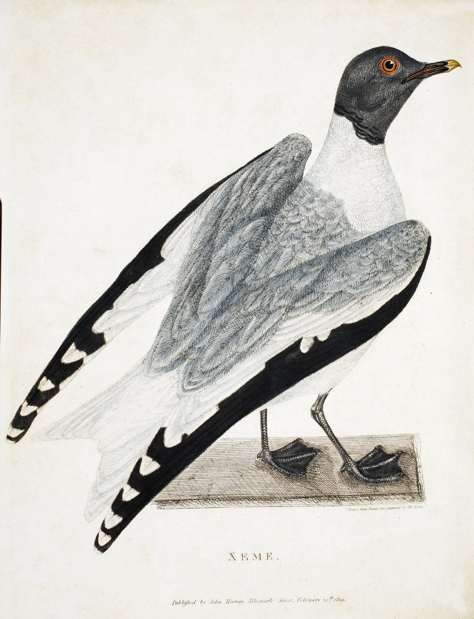 Xeme, ilustracja z Podróży odkrywczej..., 1819 (kolorowany ręcznie) autorstwa Thomas Lewin