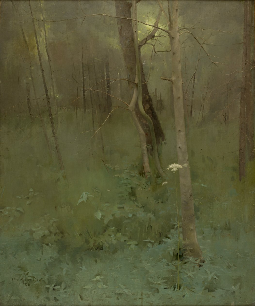 Drzewa, 1886 autorstwa Thomas Millie Dow