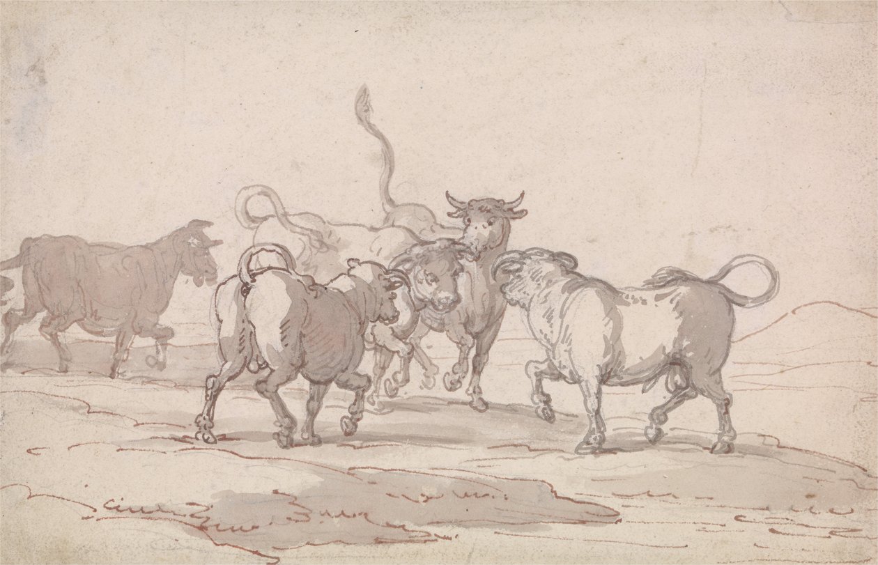 Grupa pięciu byków gotowych do walki autorstwa Thomas Rowlandson