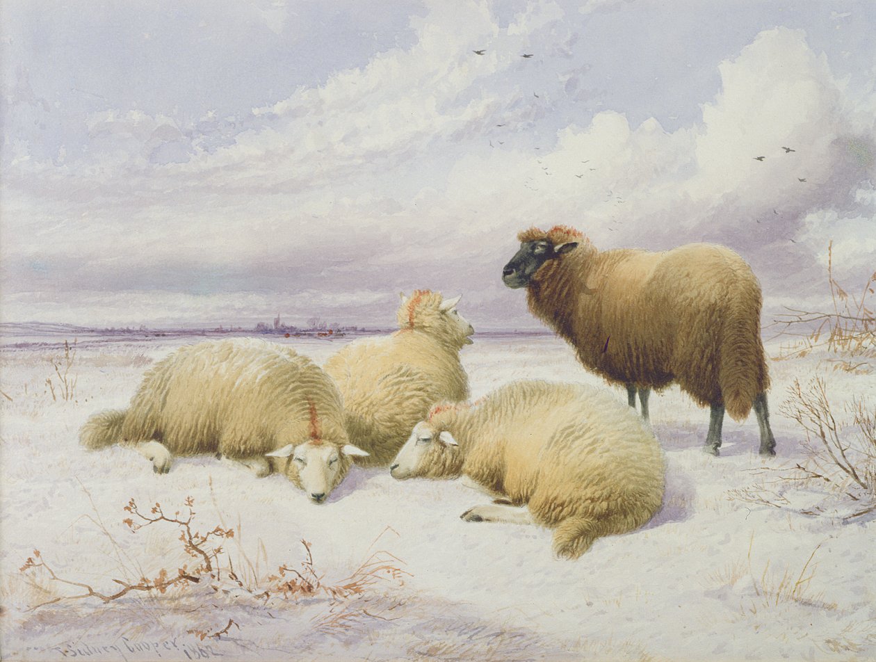 Owce na śniegu autorstwa Thomas Sidney Cooper
