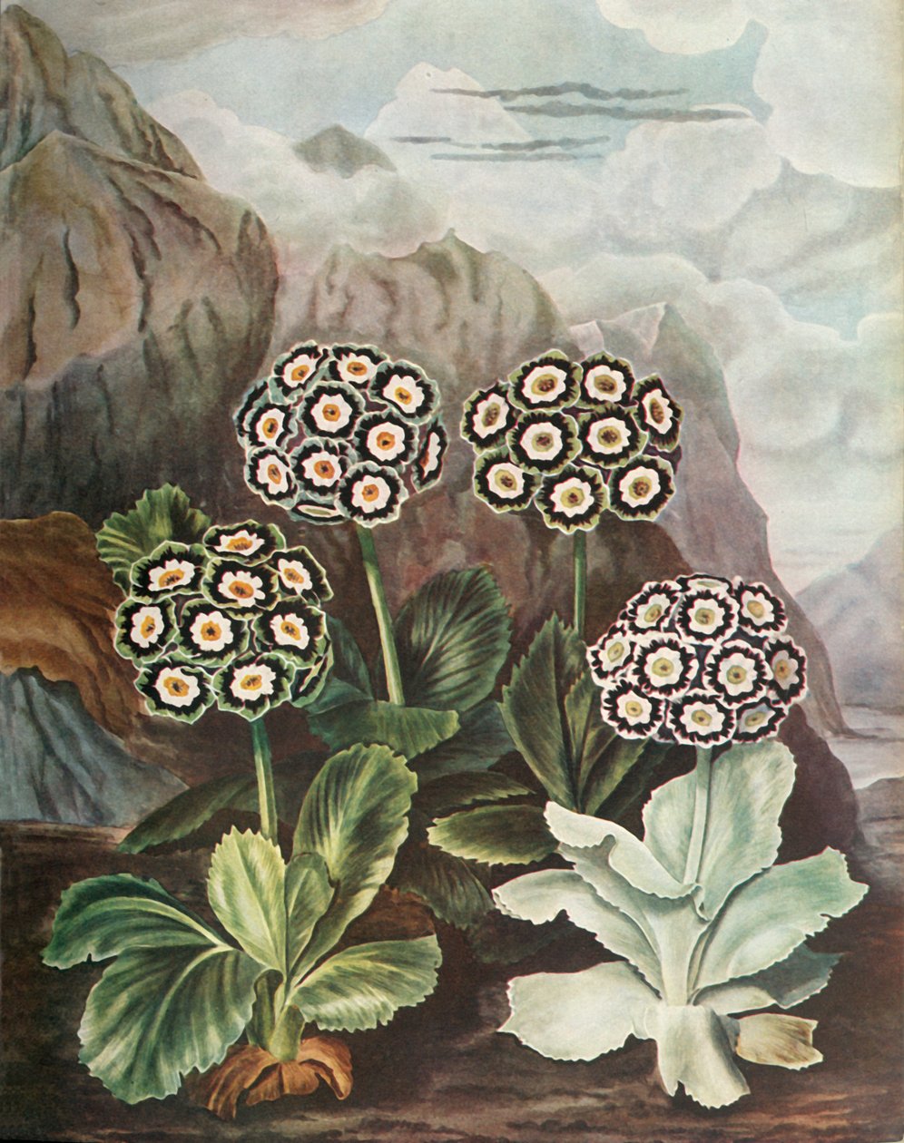 Auriculas, c1802-1821, 1948 autorstwa Thomas Baxter