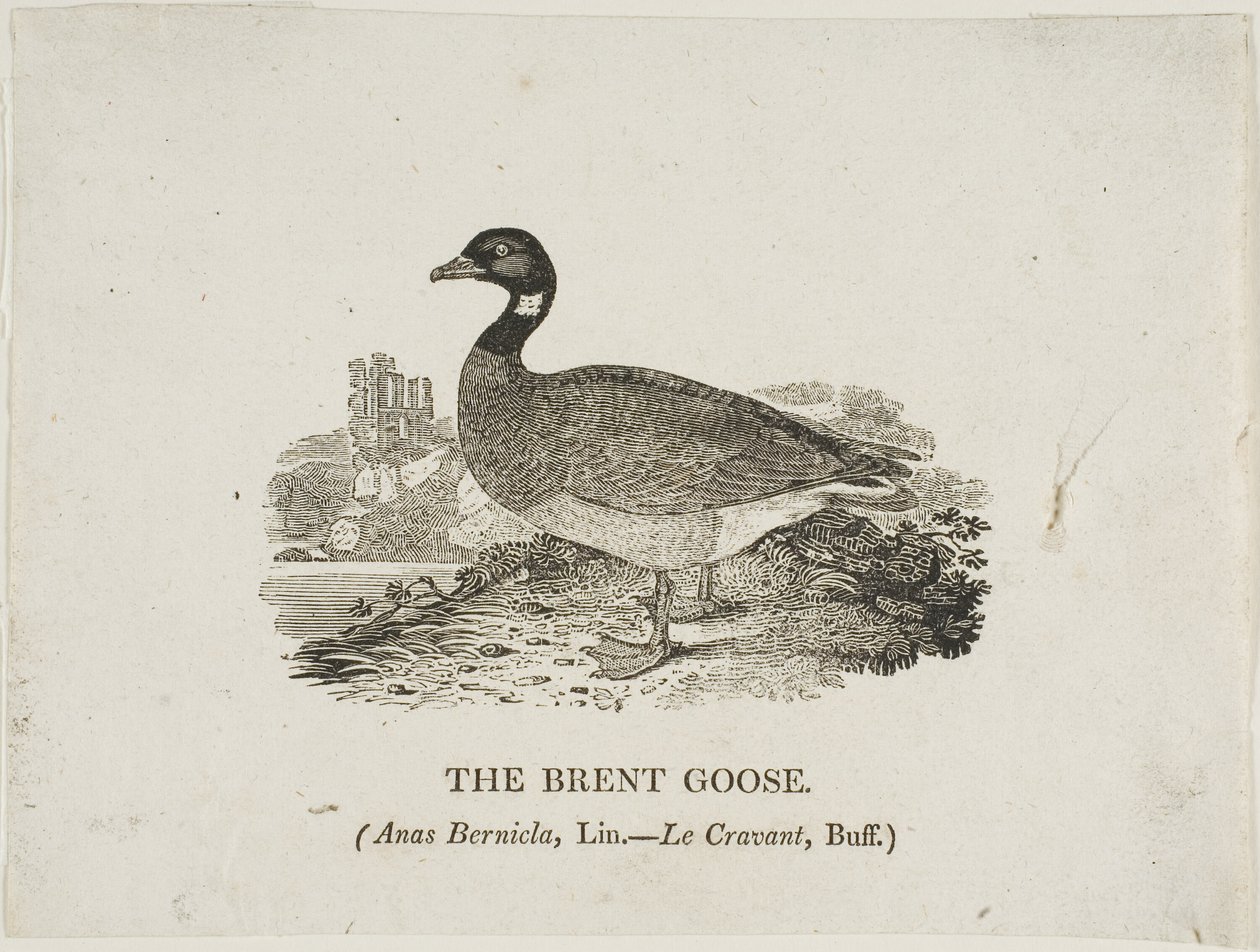 Gęś Brent autorstwa Thomas Bewick