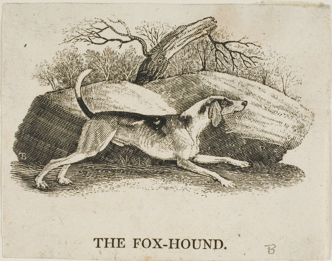 Fox Hound autorstwa Thomas Bewick