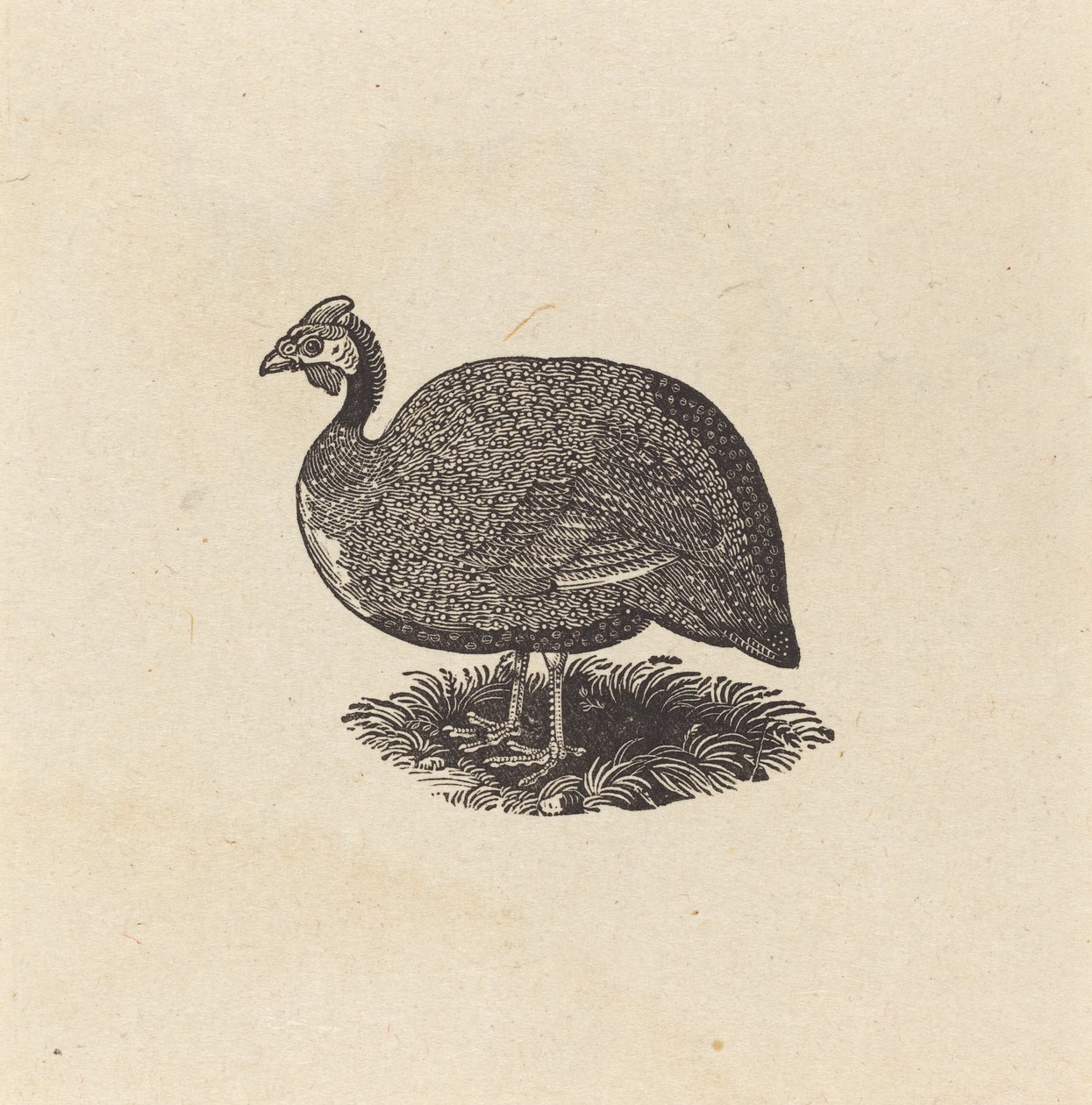 Gwinea Hen autorstwa Thomas Bewick