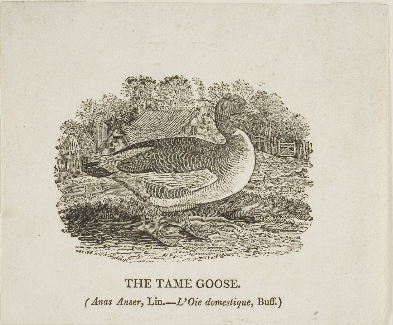 Oswojona gęś autorstwa Thomas Bewick