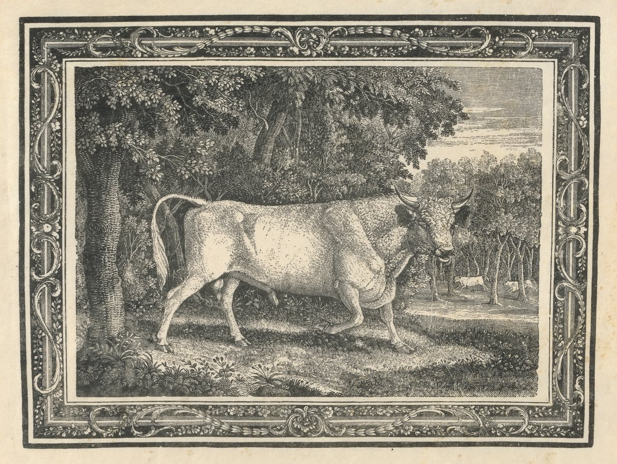 Dziki byk z Chillingham autorstwa Thomas Bewick