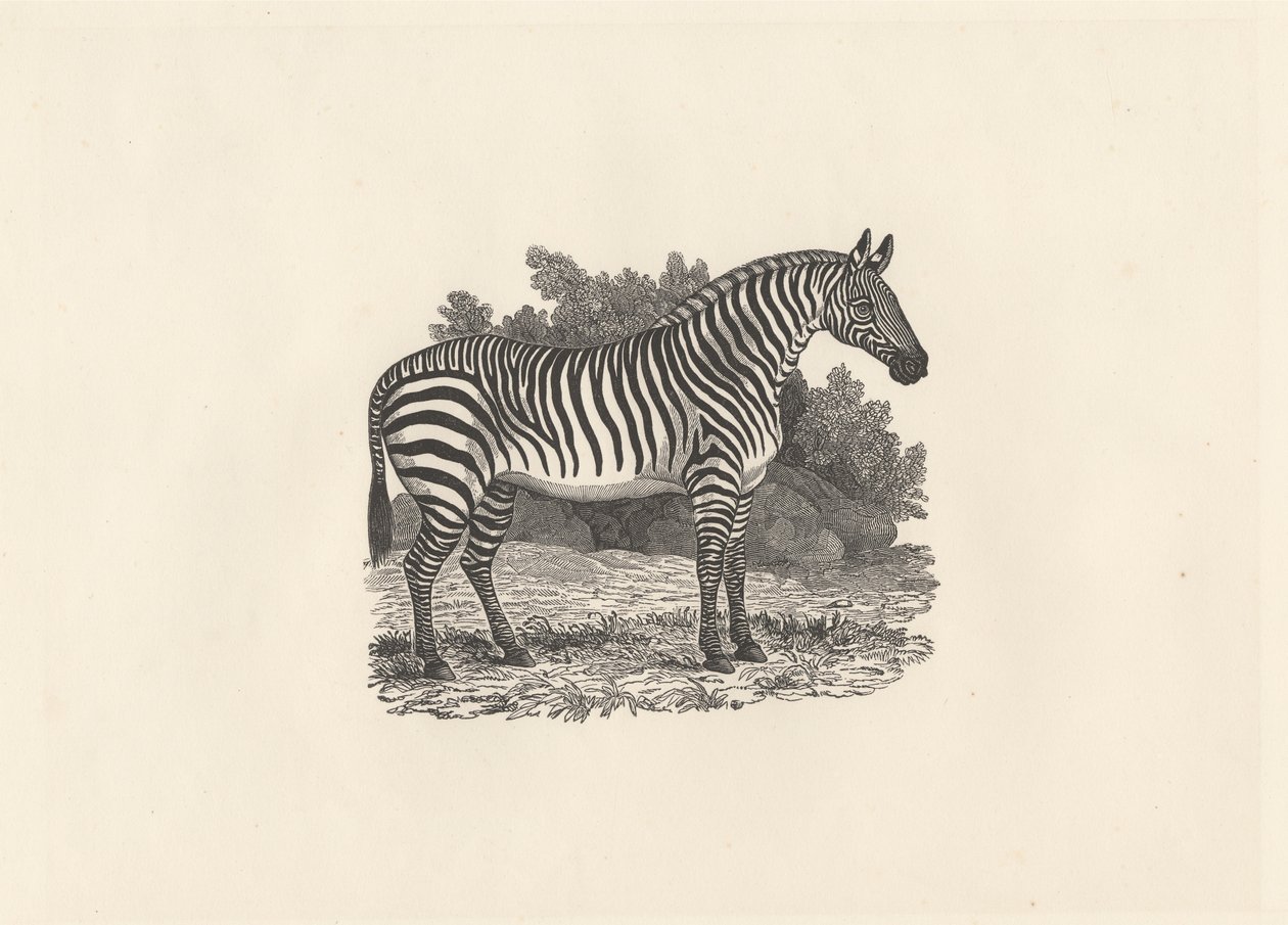 Zebra autorstwa Thomas Bewick