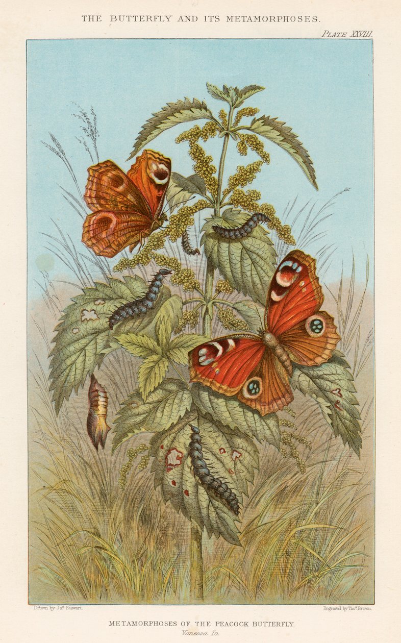 Metamorfozy pawich motyli, 1888 autorstwa Thomas Brown