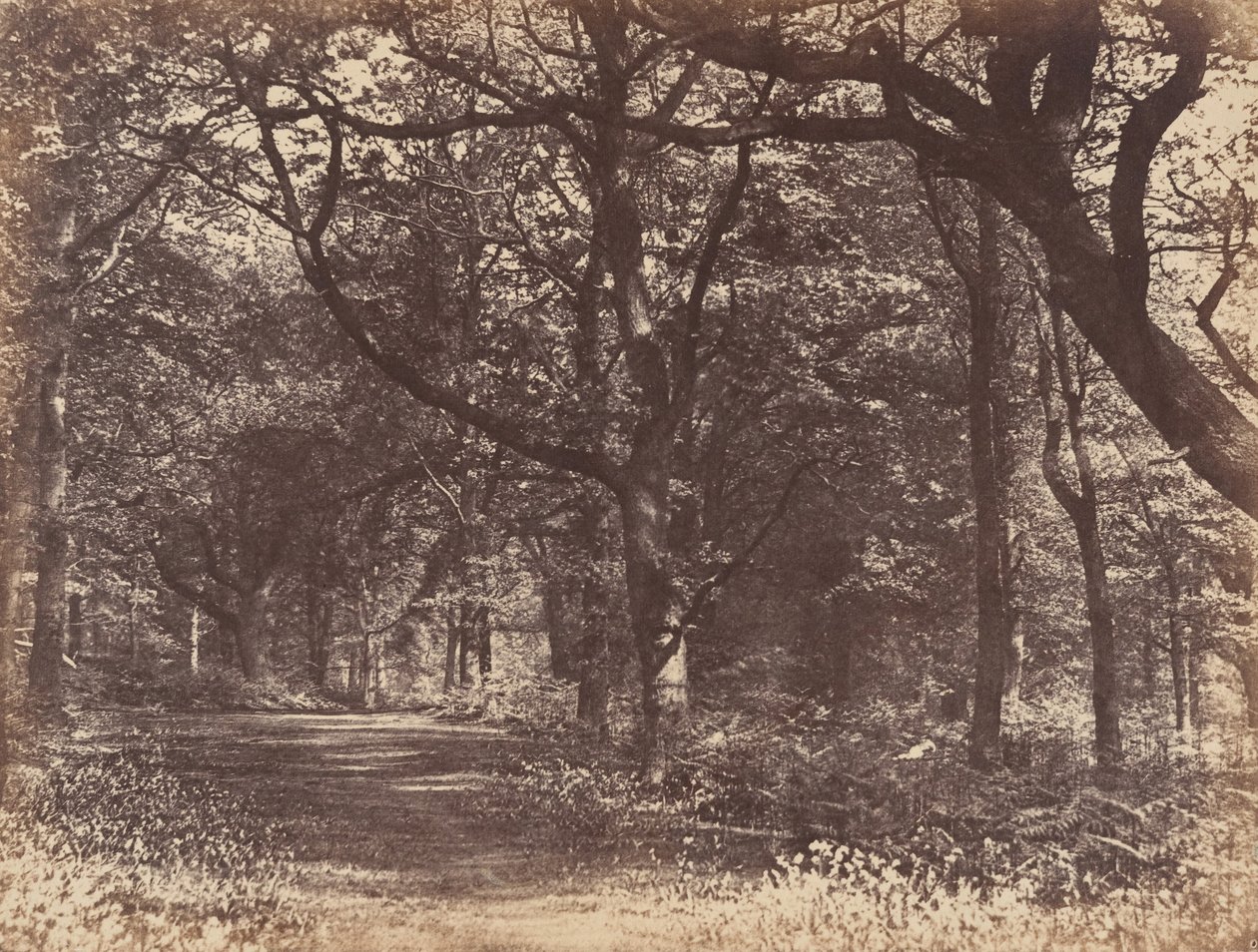 Scena z drewna, Norton, Cheshire, 1856. autorstwa Thomas Davies